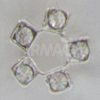 9816 Пятилистник