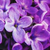 Сменный баллон для освежителя воздуха До-Ре-Ми Premium (250 мл)