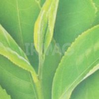 Сменный баллон для освежителя воздуха До-Ре-Ми Premium (250 мл)