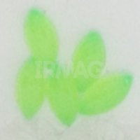 Лепесток мелкий, зеленый