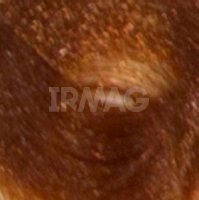 8.4 Светлый медно-коричневый блонд