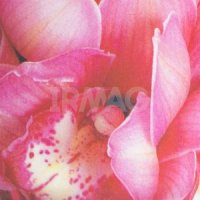 Сменный баллон для освежителя воздуха До-Ре-Ми Premium (250 мл)