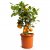 Растение в горшке Мир Цветов Цитрофортунелла (50 см)