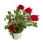 Растение в горшке Мир Цветов Роза Kordana (28 см)