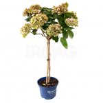 Растение в горшке Мир Цветов Гидрангея (35 см)